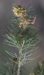 Psoralea ivumba