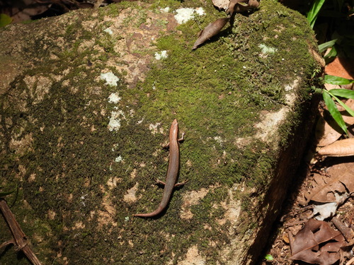 Cautula observed 2026-01-10