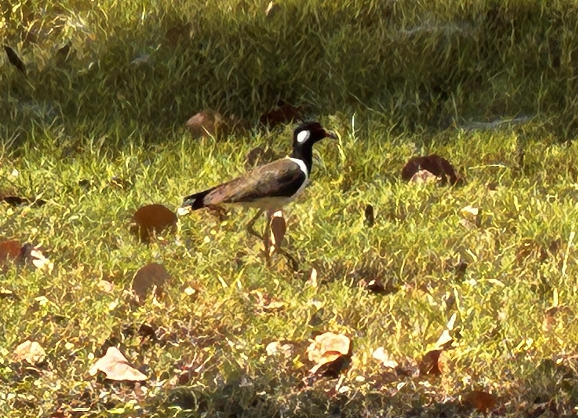 Red-wattled Lapwing (Vanellus indicus), photo 3