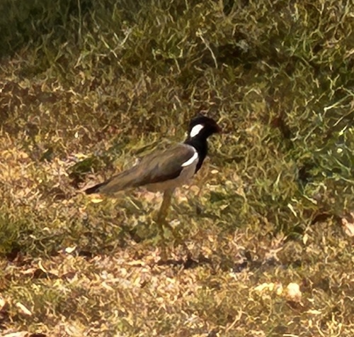 Red-wattled Lapwing (Vanellus indicus), photo 4
