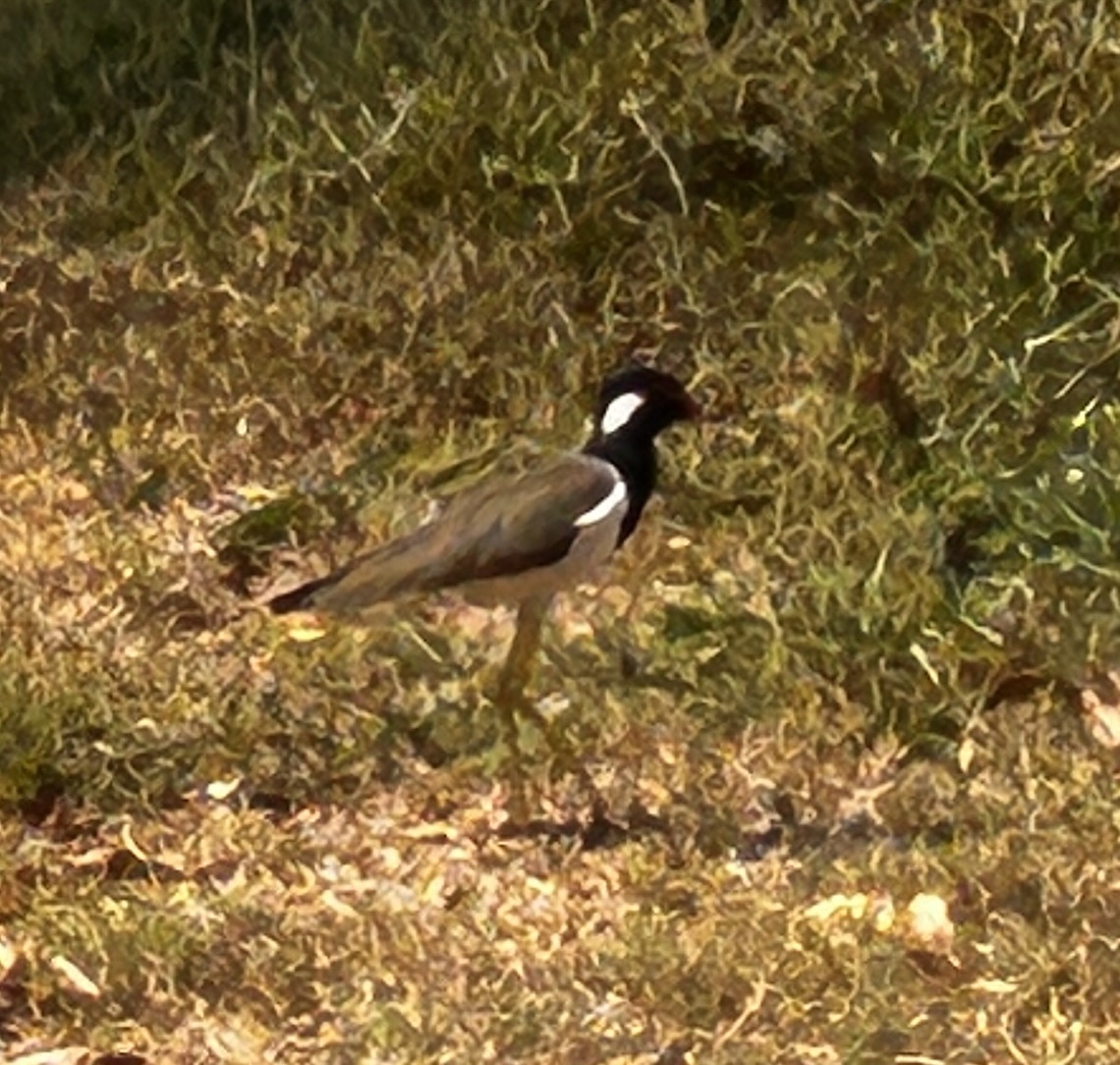 Red-wattled Lapwing (Vanellus indicus), photo 4