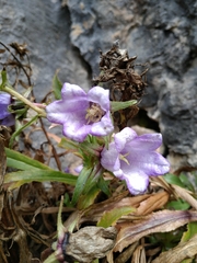 Campanula speciosa