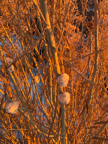 Unknown species found near Grand County, US-UT, US