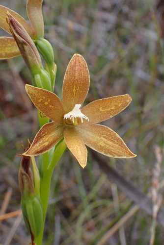 Chestnut sun orchid (Thelymitra fuscolutea)
