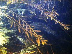 Carpophyllum angustifolium