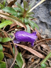 Campanula speciosa