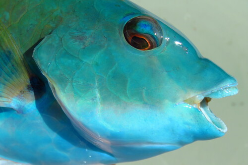 Blisterside (Sparisoma chrysopterum) — Scaridae
