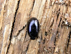 Platydema violacea