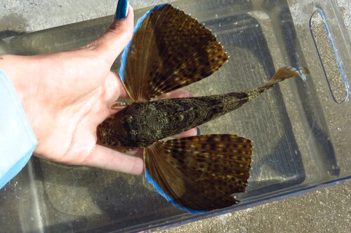 Blackwing searobin (Prionotus rubio) — Triglidae — 3