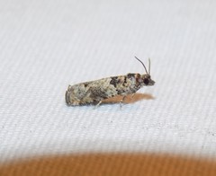 Pseudexentera knudsoni