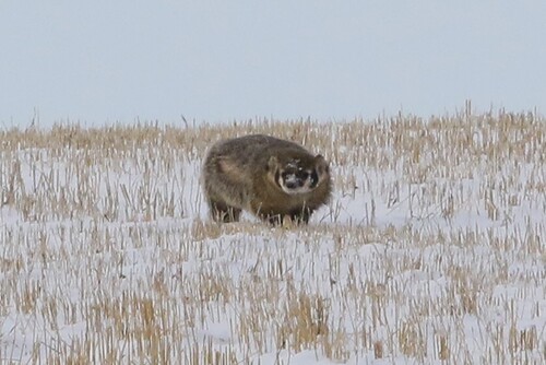 American Badger observed by alchem30