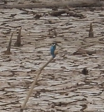 Common Kingfisher
