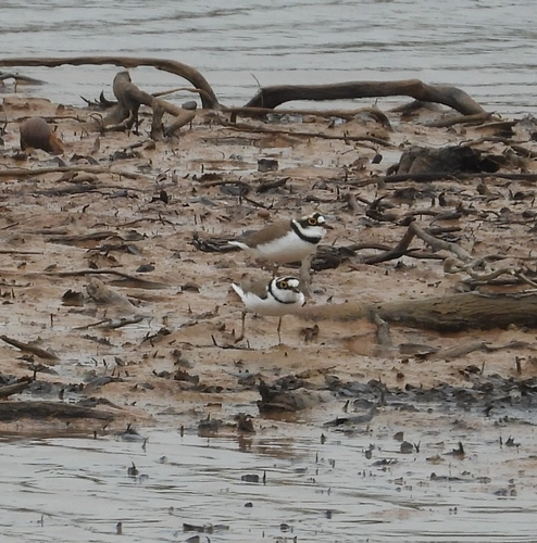 Little Ringed Plover