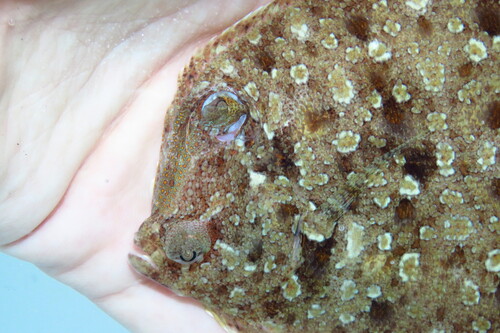 Eyed flounder (Bothus ocellatus) — Bothidae — 3