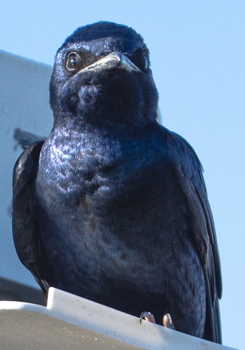 Purple Martin observed by dinosaurman
