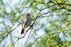 Euscarthmus meloryphus