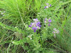 Lotononis lotononoides