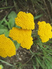 Helichrysum krookii