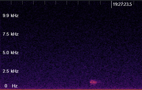 Eurasian Bittern (Botaurus stellaris), photo 3
