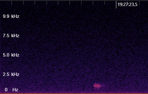 Eurasian Bittern (Botaurus stellaris), photo 3