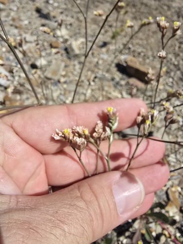Limonium solanderi observed 2025-12-02