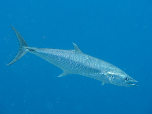 Albacore (Scomberomorus commerson) — Scombridae