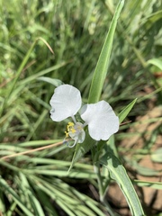 Commelina modesta