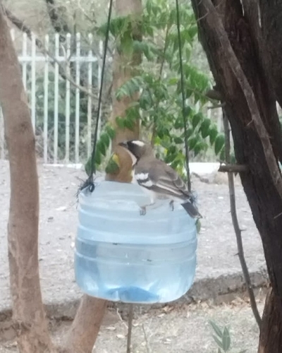 White-browed Sparrow-Weaver (Plocepasser mahali), photo 2