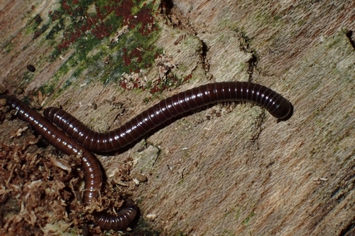 Pseudospirobolellus avernus