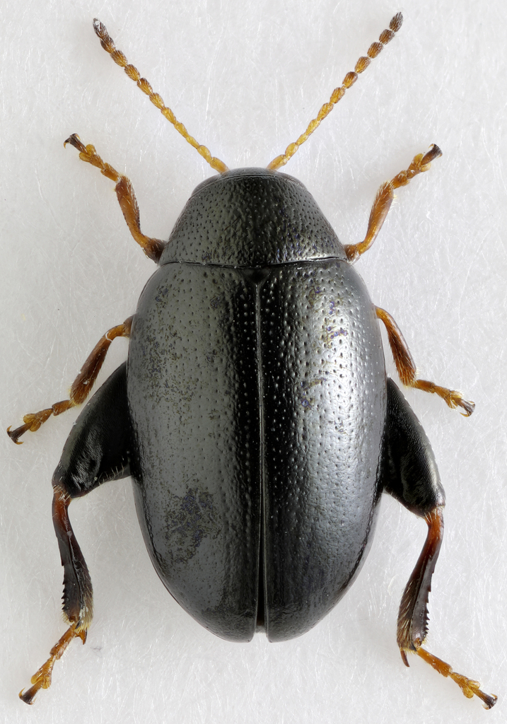 Dibolia depressiuscula