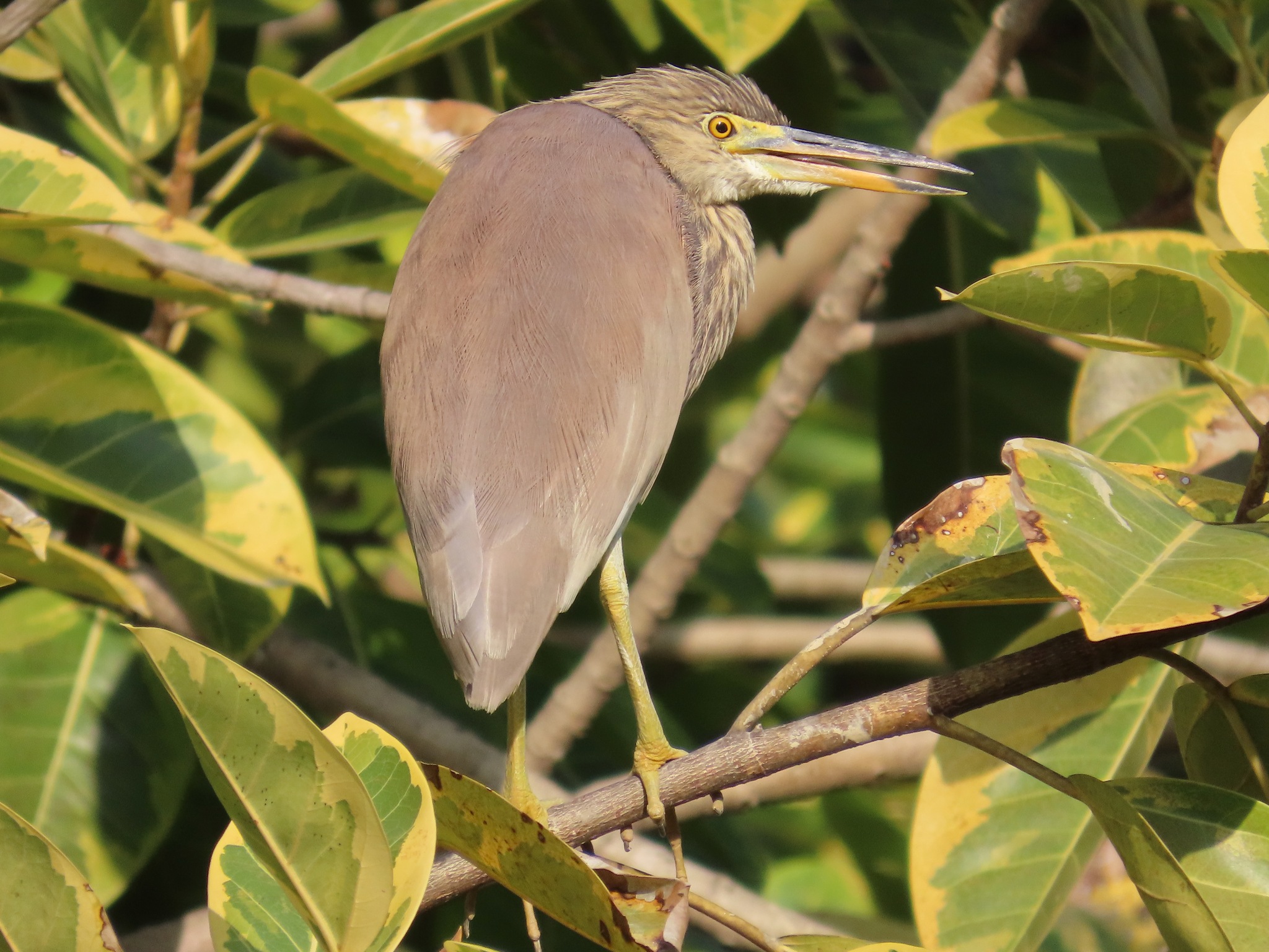 Chinese Pond Heron (Ardeola bacchus), photo 5