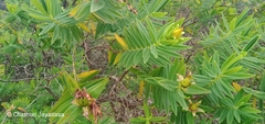 Hypericum mysurense