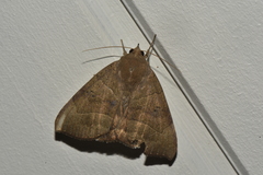 Achaea trapezoides