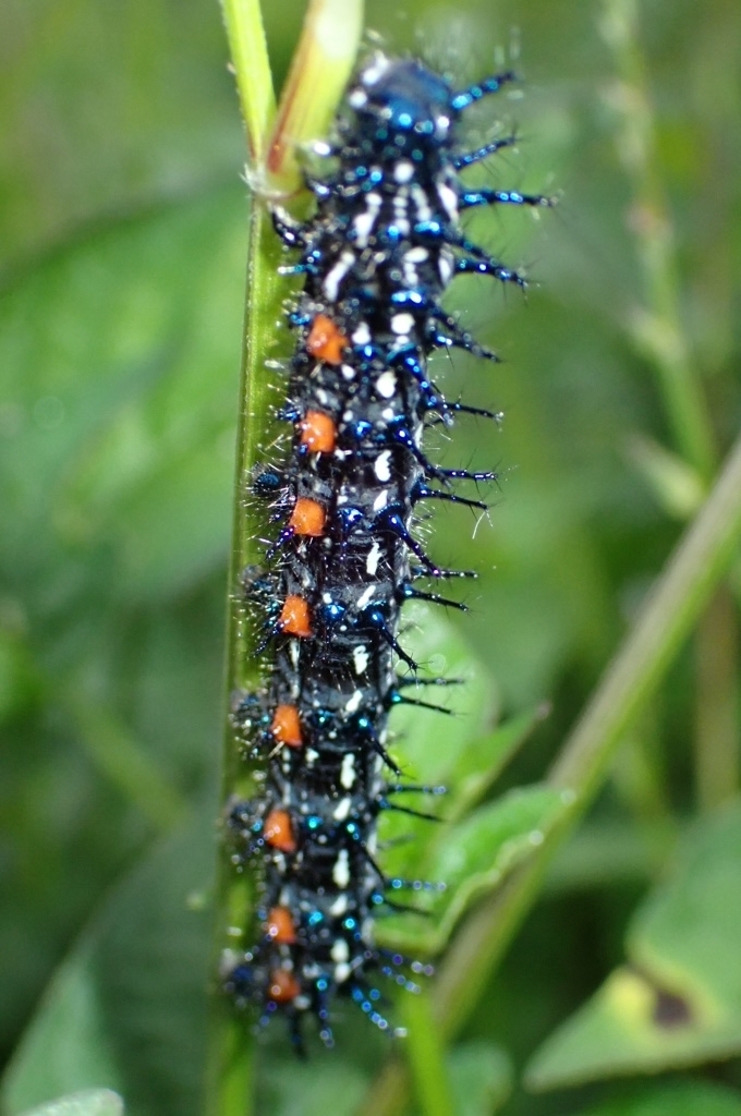 Doleschallia bisaltide (Doleschallia bisaltide)