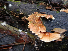 Trametes ochracea