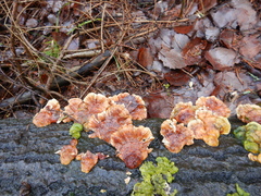 Trametes ochracea