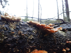 Trametes ochracea