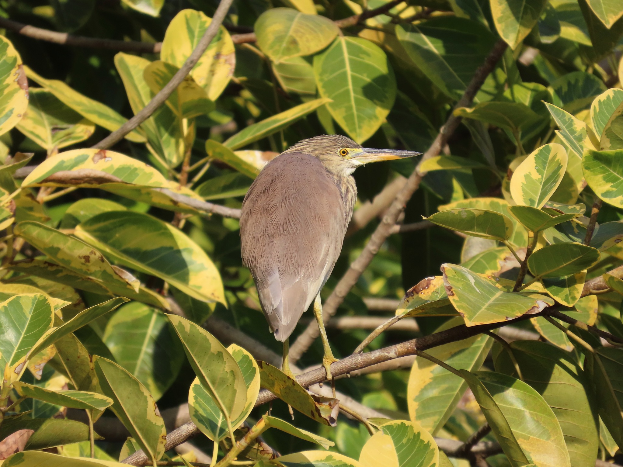 Chinese Pond Heron (Ardeola bacchus), photo 6