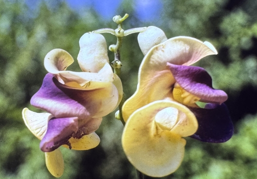 Cochliasanthus caracalla, photograph 5