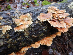 Trametes ochracea