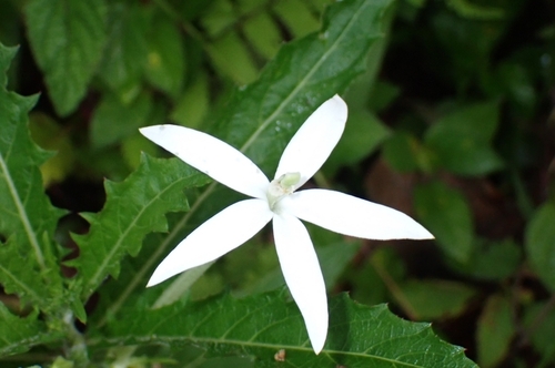 Hippobroma longiflora