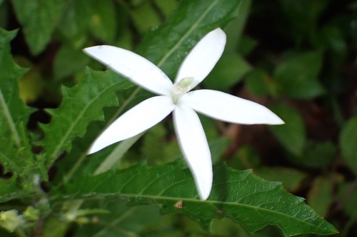 Hippobroma longiflora