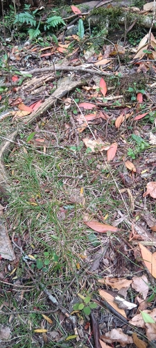 Poa imbecilla observed 2026-01-11