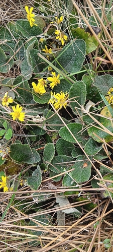 Brachyglottis southlandica observed 2026-01-11