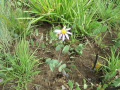 Afroaster perfoliatus