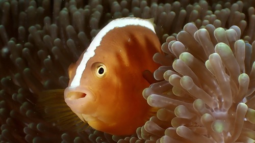 Eastern skunk anemonefish (Amphiprion sandaracinos) — Pomacentridae — 2