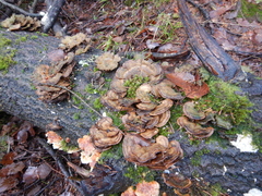 Trametes ochracea