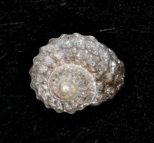 Pseudoliotia micans observed 2026-01-08