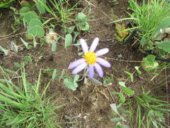 Afroaster perfoliatus