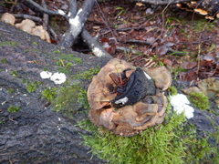 Trametes ochracea